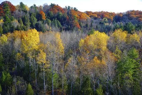 High angle view of the forest with colourful yellow, red and orange colour le Stock Photos
