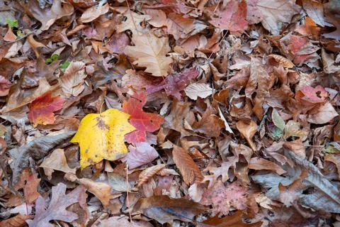 High angle view of forest floor with autum leaves Stock Photos