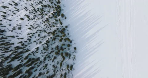 High angle view of a forest in Lapland Stock Footage 220034334