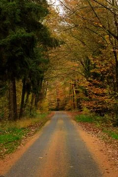High-Angle View of Forest Road Covered in Orange Autumn Leaves Stock Photos