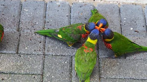 High angle view of four vibrant coconut lorikeet parrots gathered on the grou 스톡 사진