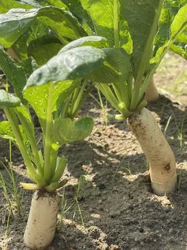 High Angle View Of Fresh Daikon White Radish Raphanus Sativus Roots In Soil Foto stock