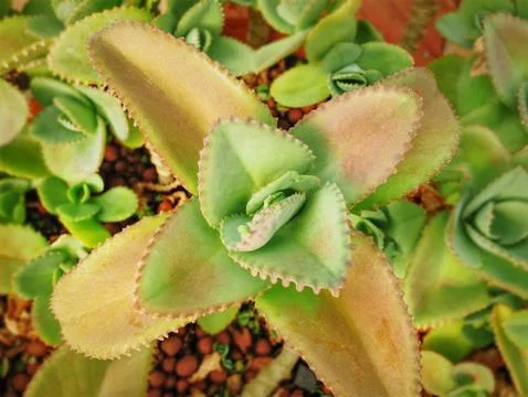 High Angle View of Fresh Desert Plant Stock Photos