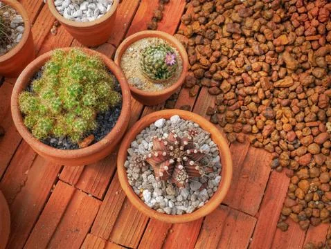 High Angle View of Fresh Desert Plant Stock Photos