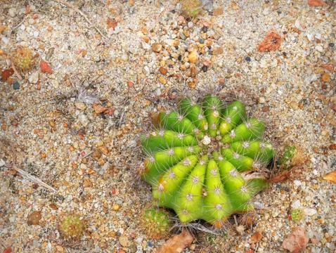 High Angle View of Fresh Desert Plant Foto stock