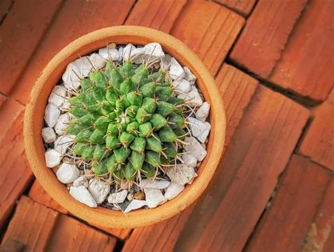 High Angle View of Fresh Desert Plant Foto stock
