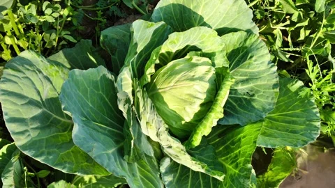 High Angle View of a Fresh Green Cabbage Head Growing in Garden Видео 327793741