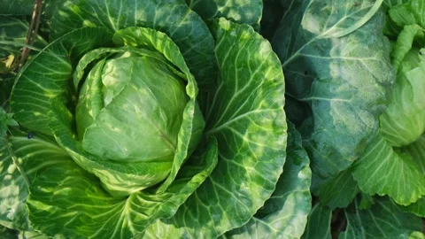 High angle view of a fresh green cabbage growing in an organic vegetable garden 스톡 동영상 329370605