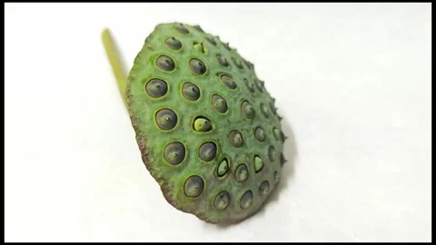 High angle view of fresh green lotus seed pod with stem. Stock Footage 343033766