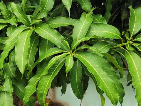 High Angle View of Fresh Green Mango Leaves Foto stock