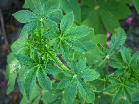 High Angle View of Fresh Green Plant Stock Photos