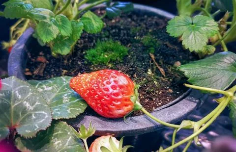 High Angle View of Fresh Potted Strawberry Fruit Stock Photos