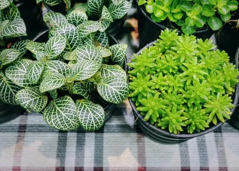 High Angle View of Fresh Small Green Potted Plants on the Table Stock Photos