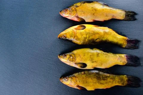 High angle view of fresh tench fish on slate background, close up Stock Photos