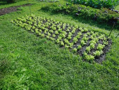 High Angle View of Fresh Vegetable Plantation Field Stock Photos