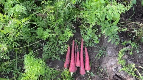 High angle view of freshly harvested red carrots lying on the ground 스톡 동영상 328409209