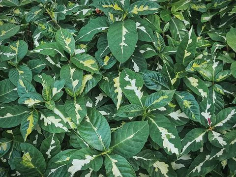 High Angle View of Full Frame Background of Fresh Green Plants Foto stock