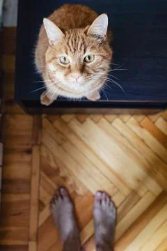 High angle view on the funny ginger cat Stock Photos