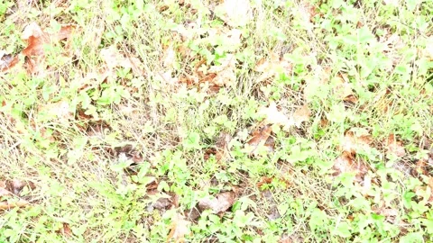 High angle view of a garden floor covered in a mix of green clover dry yellow Stock Footage 336184689