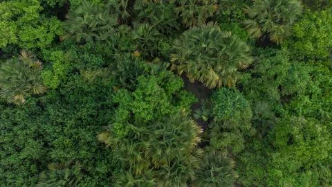 High angle view of gebang tree. Stock Photos