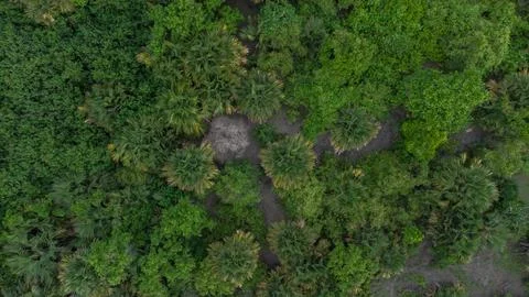 High angle view of gebang tree. Stock Photos