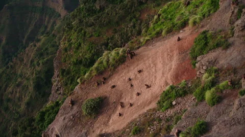 High angle view of Gelada monkeys in mountain landscape Vidéo 138885065