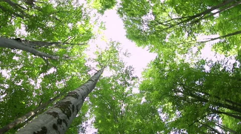 High angle view of giant beech trees growing in the unpolluted forest Video stock 54800307