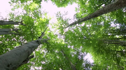 High angle view of giant beech trees growing in the unpolluted forest Vídeo Stock 54800337