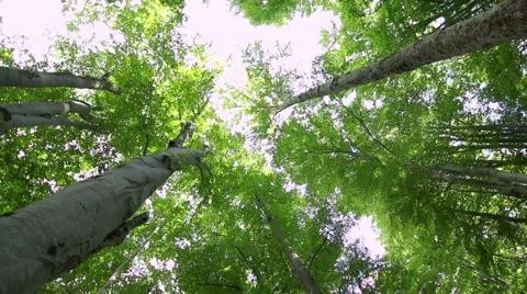 High angle view of giant beech trees growing in the unpolluted forest Stock Footage 54800365