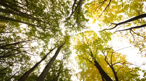 High Angle of View of Giant Trees, Autumn Scene Vídeos de archivo 31483720