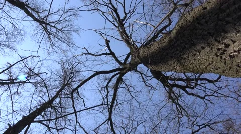 High Angle of View of Giant Trees. Blue Sky. 4K UltraHD, UHD Video stock 56568705