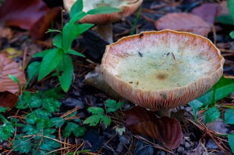 High angle view of the gilled hat of an agaric mushroom on the forest floor 写真素材