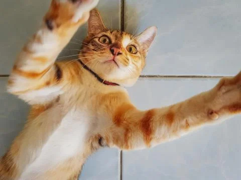 High Angle View of Ginger Cat Belly Up Lying On the Floor Stock Photos