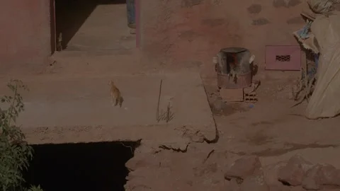 High-angle view of a ginger kitten outside a traditional rural home in Morocco Stock Footage 345730610
