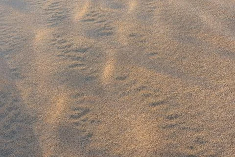 High Angle View of Granular Desert Sand Texture and Wind Ripples on Dunes. Stock Photos
