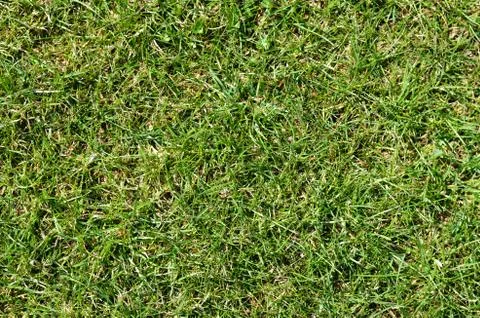 High angle view of grass on field during spring . Stock Photos