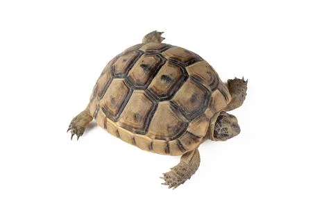 High Angle View of Greek Tortoise Testudo Graeca Isolated on White Background Stock Photos