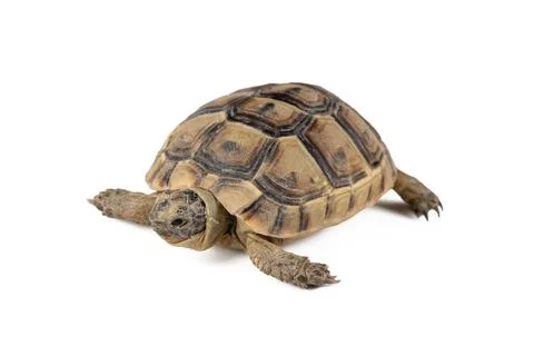 High Angle View of Greek Tortoise Testudo Graeca Isolated on White Background Stock Photos