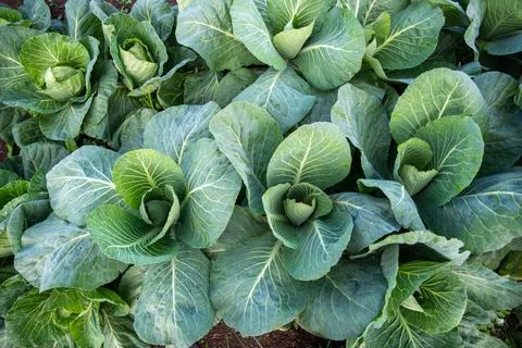 High angle view of green cabbage plants in an organic garden Stock Photos