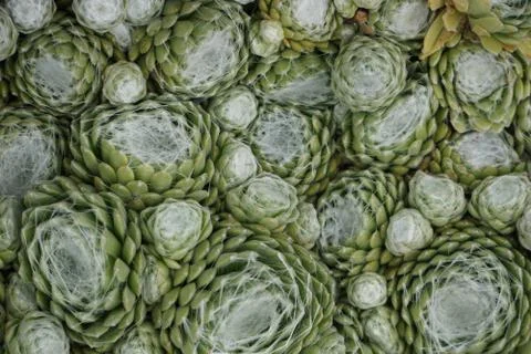High Angle View Of Green Cactuses Stock Photos