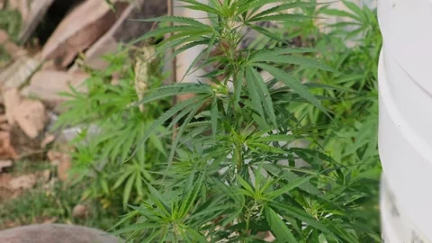 High angle view of a green cannabis plant growing Stock Footage 329370478