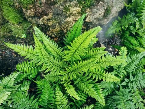High Angle View of Green Fern Leaves by the Wet Rock with Moss Foto stock