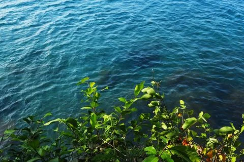 High Angle View of Green Foliage Over Looking Deep Blue Sea Water Stock Photos