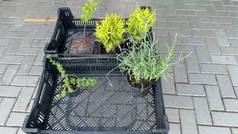 High angle view of green garden plants and lavender seedlings Stock-Footage 346163660