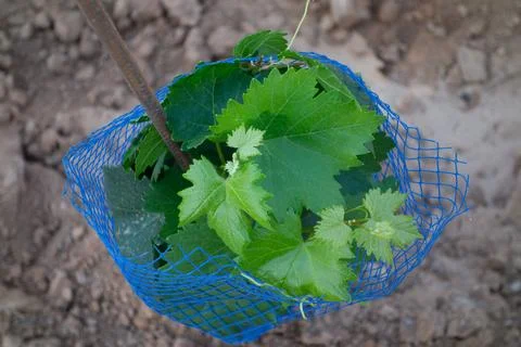 High-angle view of green grapevine leaves inside an individual blue plastic m... Stock Photos