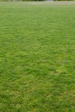 High angle view of green grass Illustrazione stock