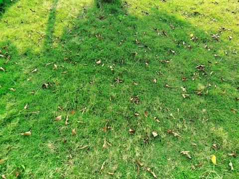High angle view of green grass lawn textured with fallen dry autumn leaves Stock Photos