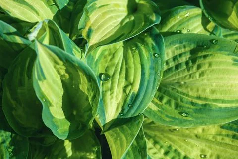 High angle view of green hosta leaves with water drops in sunlight Fotos Stock