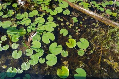 High-angle view of green lily pads and various aquatic plants floating 스톡 사진