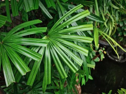 High Angle View of Green Palm Leaves Over Small Pond Stock-Fotos